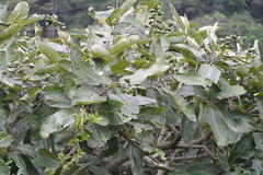 Semecarpus anacardium